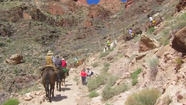 Un equipo de equitación navega por el sendero — Vídeos de Stock