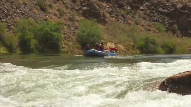 Des chevrons naviguent dans le Grand Canyon — Video
