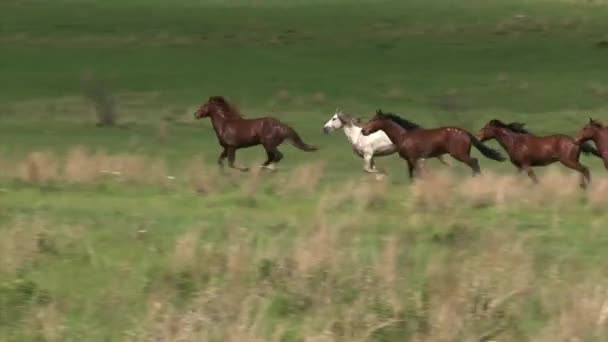 実行している野生の馬 — ストック動画