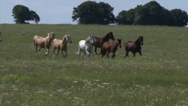 実行している野生の馬 — ストック動画