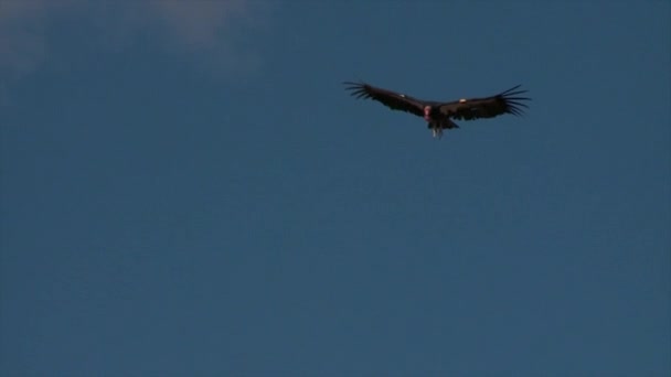 Een condor verheft boven Grand Canyon — Stockvideo
