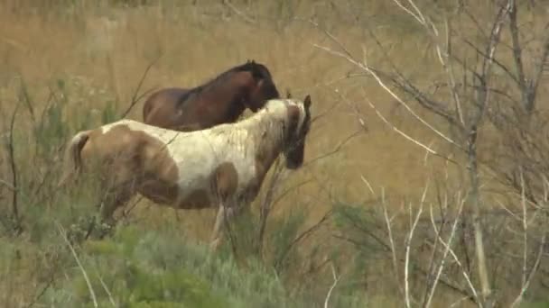 Wilde paarden rennen — Stockvideo