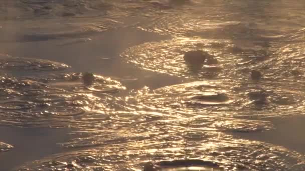 Piscine di fango bollente nel Parco Nazionale di Yellowstone — Video Stock