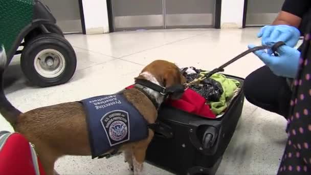 Beveiliging gebruikt hond om te zoeken naar drugs — Stockvideo