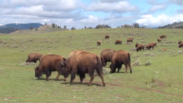 Bizonlar buffalo sıyrık ve yürüyüş — Stok video