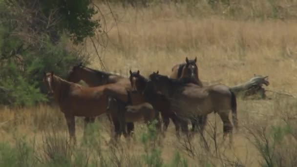 Wilde paarden rennen — Stockvideo