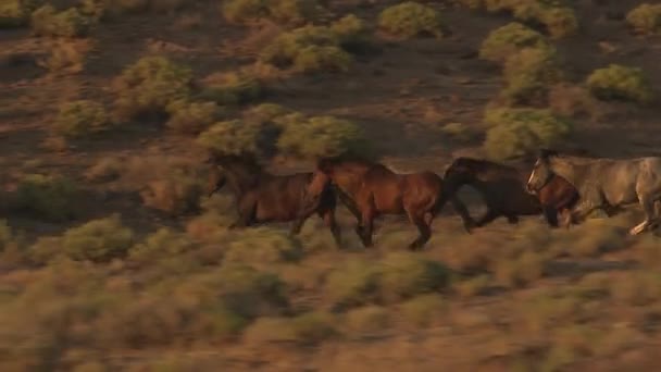 Cavalos selvagens correndo — Vídeo de Stock