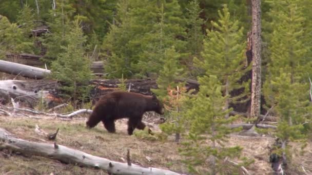 Urso caminha através de uma floresta — Vídeo de Stock