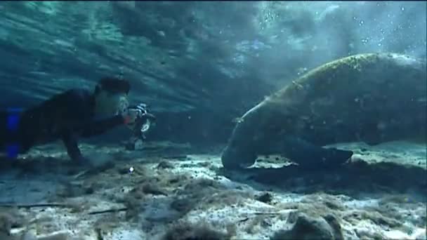 Um mergulhador fotografa um peixe-boi — Vídeo de Stock