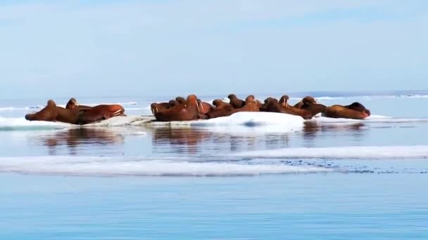 Walrussen leven in ijs habitat — Stockvideo