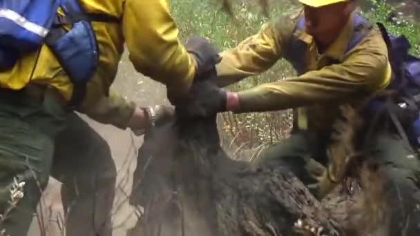 Equipes de bombeiros limpam depois do fogo — Vídeo de Stock