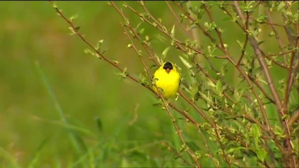 Poleiros oriole no campo — Vídeo de Stock