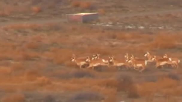 Pronghorn-Antilopen-Herde — Stockvideo