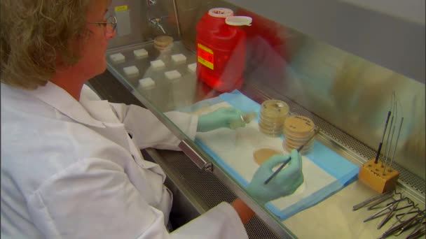 Scientist tests pathogenic avian influenza — Stock Video