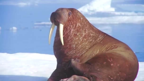 Walrussen leven in ijs habitat — Stockvideo