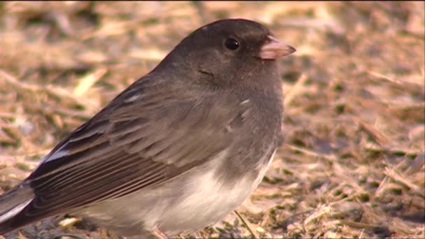 Sparrow sits on the ground — Stock Video