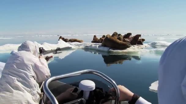 Onderzoekers tranquilize walrussen — Stockvideo