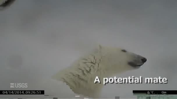 Go Pro кадры, прикрепленные к полярному медведю — стоковое видео