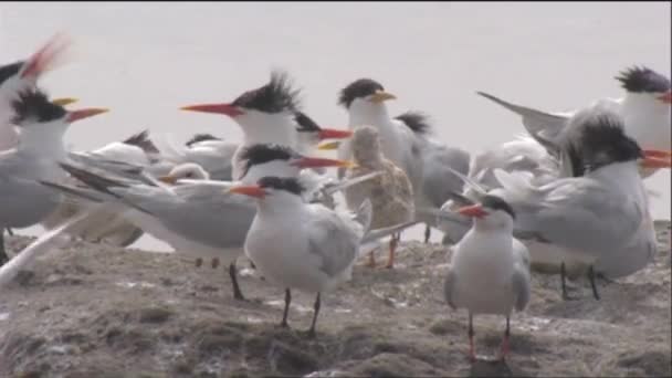 Seeschwalben in der Nähe einer Wasserstelle — Stockvideo