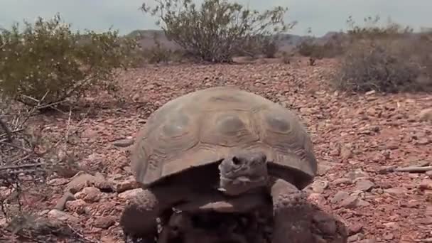 ネイティブの生息地で砂漠カメ — ストック動画