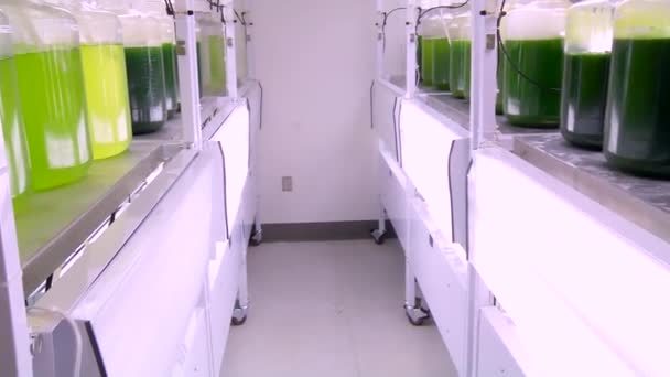藻の開発し、研究者によって使用されます。 — ストック動画