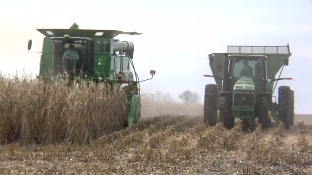 Agricultores cosechan maíz — Vídeo de stock