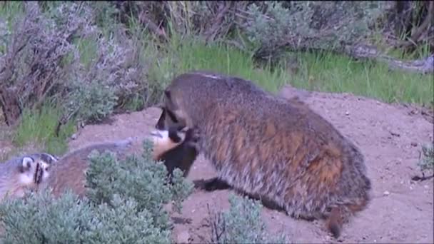 Badger familie op zijn hol — Stockvideo