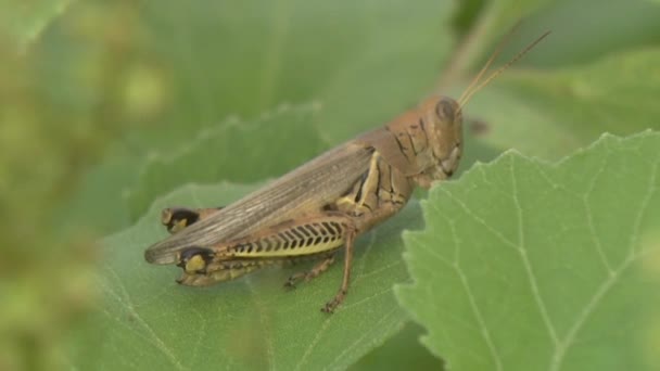 Grasshopper se sienta en la hoja — Vídeo de stock