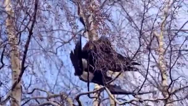 Twee mannelijke bald eagles — Stockvideo