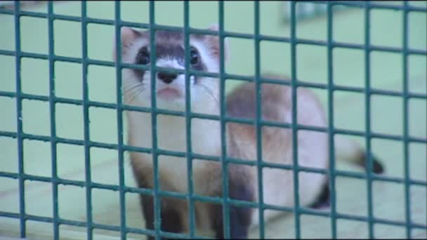 Aufnahmen von Frettchen in Gefangenschaft — Stockvideo