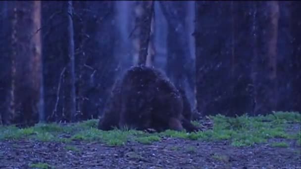 Un oso camina en el bosque — Vídeos de Stock