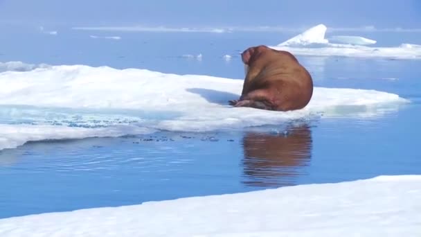 Un tricheco gigante siede su un iceberg . — Video Stock