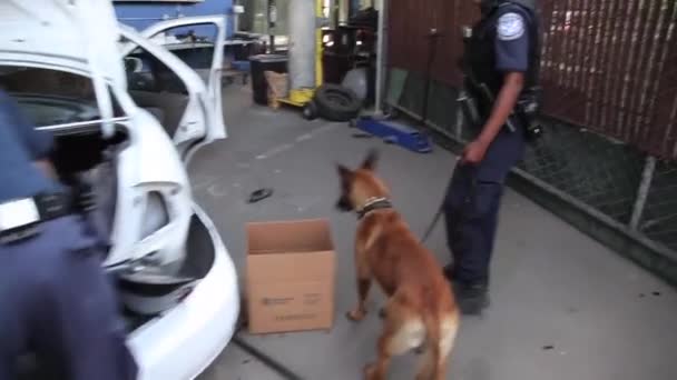 Un'unità canina pattuglia le auto lungo il confine di San Ysidro — Video Stock