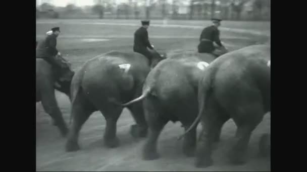 Elefanter konkurreres i idrett i Ohio – stockvideo