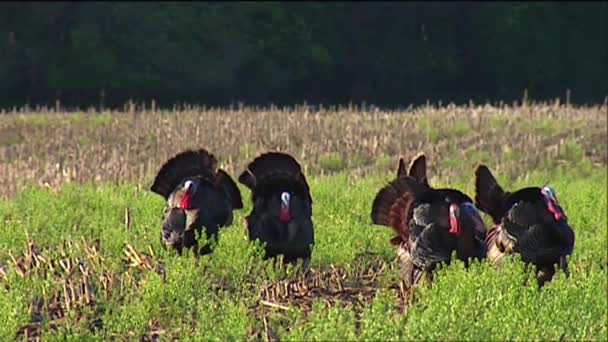 Wild turkeys in the field — Stock Video