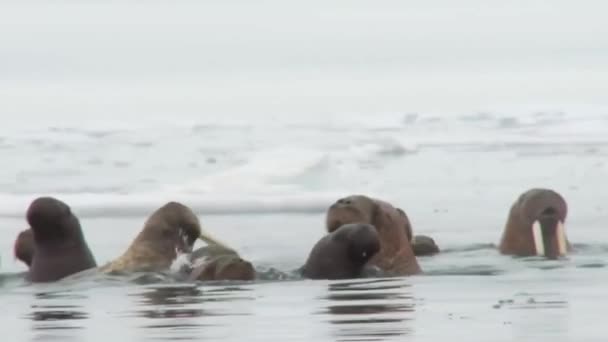 Walrussen leven in ijs habitat — Stockvideo