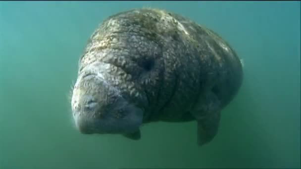 Een manatee zwemt onderwater, — Stockvideo