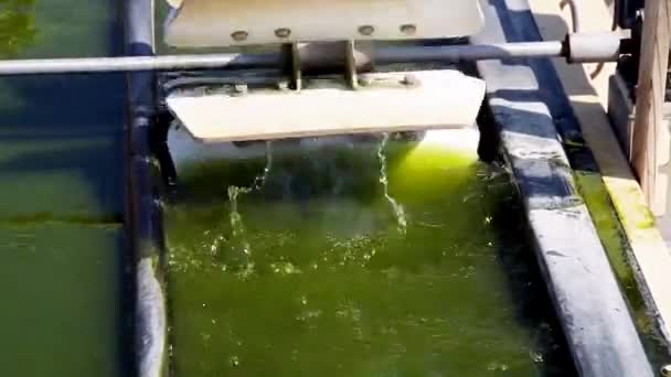 Outdoor algae farm — Stock Video