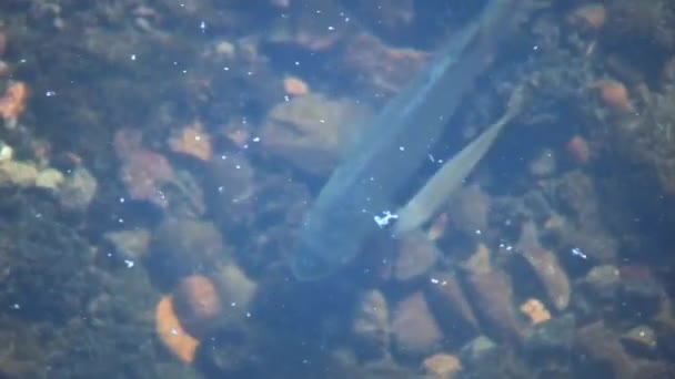 Bluegill fish on Mission Lake — Stock Video