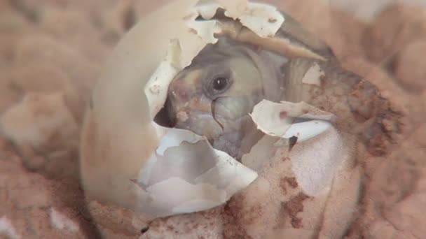 Eine Baby-Wüstenschildkröte — Stockvideo