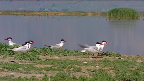 Terns near a watering area — Stock Video