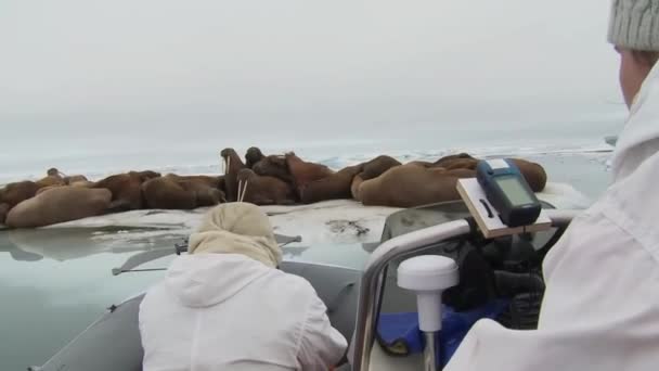 Исследователи наблюдают за моржами — стоковое видео