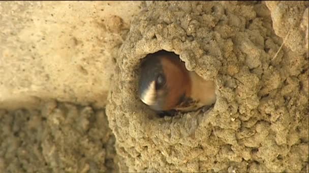 Een zwaluw in haar nest — Stockvideo