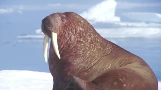 Моржи живут в ледяной среде обитания — стоковое видео