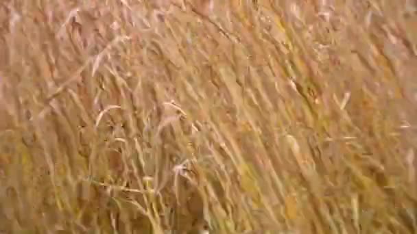 Switchgrass yetiştirilen ve hasat — Stok video