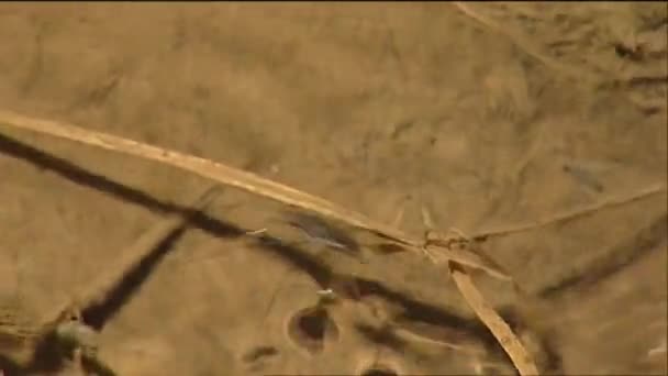 Una araña de agua camina sobre el estanque — Vídeos de Stock