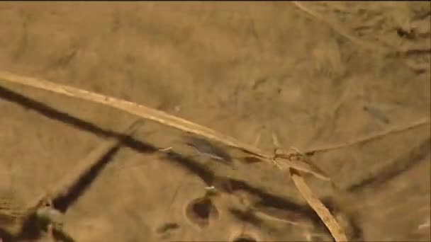 A water spider walks on pond — Stock Video