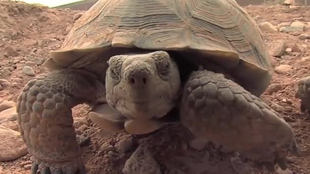 Tortugas del desierto en hábitat nativo — Vídeo de stock