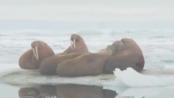 Моржи живут в ледяной среде обитания — стоковое видео