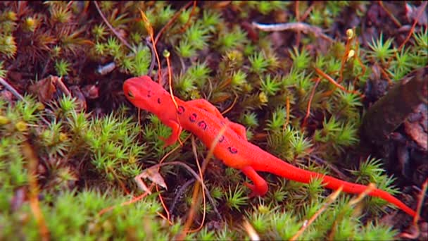 Красная саламандра ползает — стоковое видео